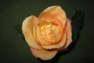 宫颈机能不全什么时候环扎风险大吗? 宫颈机能不全什么时候环扎风险大吗?
